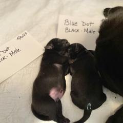 Boy black green - Black Pug puppy in Orange Park, Florida from Living the Dream Pugs of Jacksonville Florida