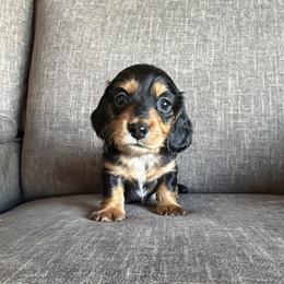 Boy 3 - Dapple male Dachshund puppy in Tonopah, Arizona from Brandie's Dachshunds