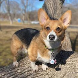Pembroke Welsh Corgis from Hellfires Cosmic Goddess Corgis