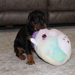 Doberman Pinscher Puppies from Franklin Dobermans