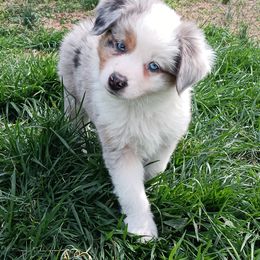 Miniature Australian Shepherd and Toy Australian Shepherd Puppies from Michael Petrasek