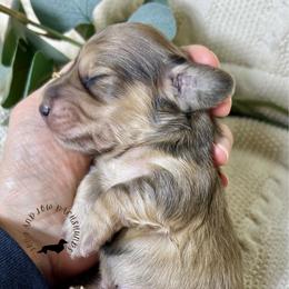 English Shaded Cream - Cream male Dachshund puppy in Nampa, Idaho from Long_and_Low_Dachshunds