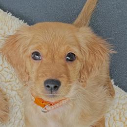 Cary - Red male Companion Cross puppy in Columbus, Ohio from Laura Shorter