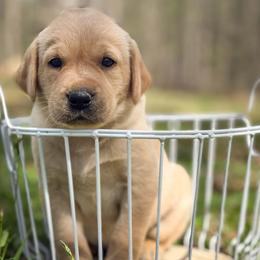 Indi - Yellow male Labrador Retriever puppy in Dinwiddie, Virginia from Lady Oak Labradors