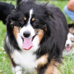 Sky - Miniature Australian Shepherd