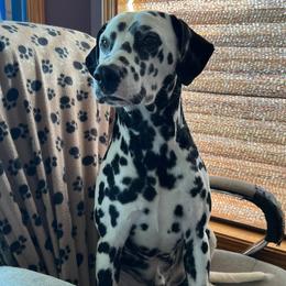 Dalmatian Puppies from Hallmark Dalmatians;