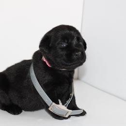 Mamba - Black female Labrador Retriever puppy in Morrilton, Arkansas from Ancient Dogges Performance Dogs