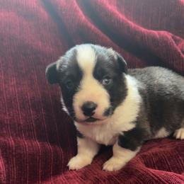 Boy 1 - Brindle and white male Cardigan Welsh Corgi puppy in Buskirk, New York from Hana-K’s Cardigan Welsh Corgis