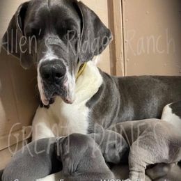 Maizie - Blue and white female Great Dane puppy in Greenville, South Carolina from Allen’s Ridge Ranch