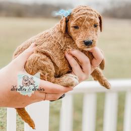 Dachshund, Goldendoodle, and Sheepadoodle Puppies from Doodles & Doxies