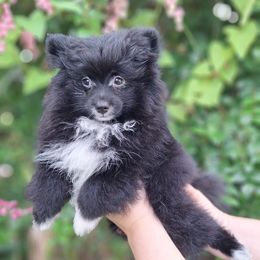 Arthur - Black parti male Pomeranian puppy in Tampa, Florida from Diana's Pomeranians