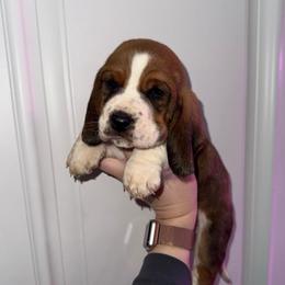 Rubeus Hagrid - Mahogany and white male Basset Hound puppy in Leroy, Michigan from Iron Sentry Farms