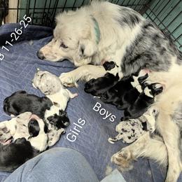 Australian Shepherd and Great Dane Puppies from AEW Farm