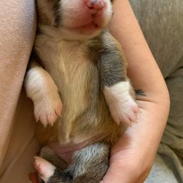 American Corgi and Pembroke Welsh Corgi Puppies from Chaotic Corgi’s