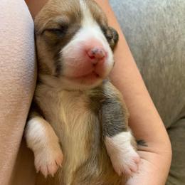 American Corgi and Pembroke Welsh Corgi Puppies from Chaotic Corgi’s