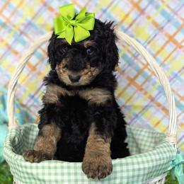 Navy - Phantom female Bernedoodle puppy in Yale, Michigan from Angie's Goldendoodles/Angies doodles LLC