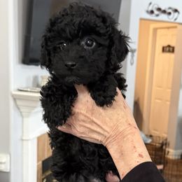 Romeo - Black Poodle puppy in Tallahassee, Florida from Bows and Bot Ties