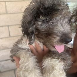 "👅👅👅👅" Aussiedoodle Puppies from Native Elegant Doodles