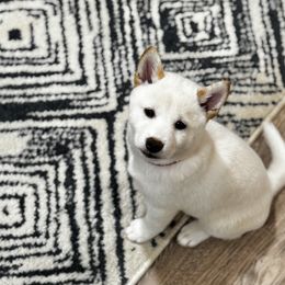 Girl 1 - Cream female Shiba Inu puppy in Sharpsburg, Georgia from H & J Shiba Inu’s