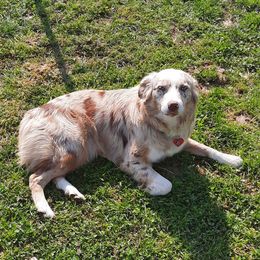 Sadey - Australian Shepherd