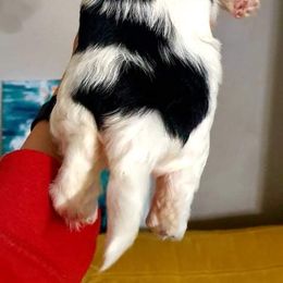 Biewer Terrier and Yorkshire Terrier Puppies from Yorkie Town California