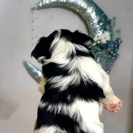 Biewer Terrier and Yorkshire Terrier Puppies from Yorkie Town California