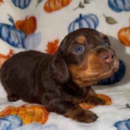 Rory - Chocolate male Dachshund puppy in Humphreys, Missouri from Foster’s Dachshunds