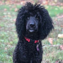 Toma - Poodle