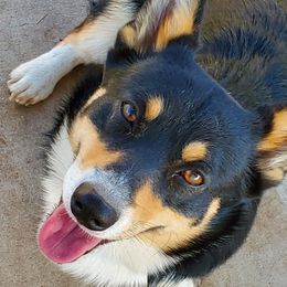 Mister - Pembroke Welsh Corgi