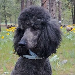 Lenny - Poodle