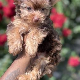 Yorkshire Terrier Puppies from TLJ Choco Yorkie Love