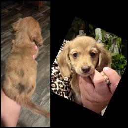 Cream Dapple - Dapple male Dachshund puppy in Panama City Fl, Florida from Southern Bliss Doxies