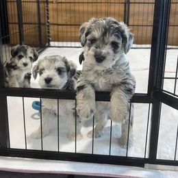 Miniature Schnauzer Puppies from Miniature Schnauzer Paradise llc
