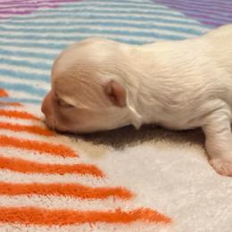 Carl - Cream male Chihuahua puppy in Seneca, Missouri from Stephanie’s Puppy Colony