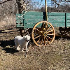 Colorado Mountain Dog puppies from Mill Iron Farms