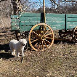 Colorado Mountain Dog puppies from Mill Iron Farms