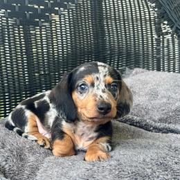 Boy 1 - Dapple male Dachshund puppy in Choccolocco, Alabama from Ace’s Doxies