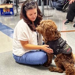 Australian Labradoodle, Cavapoo, and Goldendoodle Puppies from Deer Creek Labradoodles