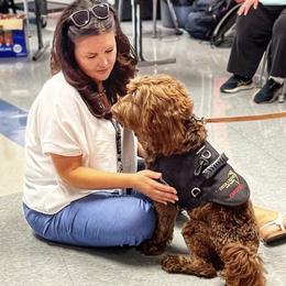 Australian Labradoodle, Cavapoo, and Goldendoodle Puppies from Deer Creek Labradoodles