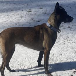 Belgian Malinois and xDutch Shepherds from Alliance K9