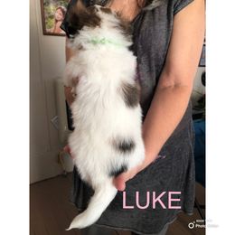 Papillon Puppies from Carrie’s Papillons