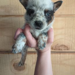 Flannel - Blue speckled male Australian Cattle Dog puppy in Mena, Arkansas from Red Desert Australian Cattle Dogs