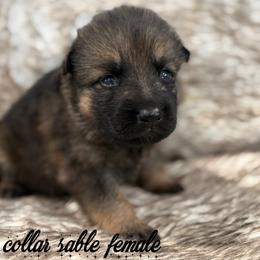 Yellow collar - Sable female German Shepherd puppy in Canterbury, Connecticut from Nachtwaechter German Shepherds, LLC