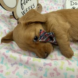 Doug - Cream male Dachshund puppy in Waseca, Minnesota from Dragonfly Doxies