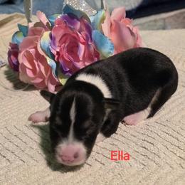 Ella - Black tan and white female Rat Terrier puppy in Divide, Colorado from Outlaw Farm and Kennel