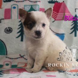 Blitzen - Red speckled female Australian Cattle Dog puppy in Silsbee, Texas from Rockin ND Ranch