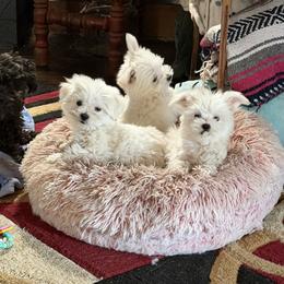 Maltese Puppies from Ayres to Heirs Puppy Co.