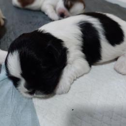 Shih Tzu Puppies from Tough Shih