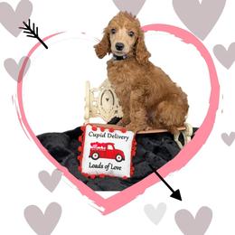 Sneezy - Red  male Poodle puppy in Mongomery, Texas from Celestial Jewels Poodles