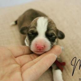 Muffin - Red male Pembroke Welsh Corgi puppy in Stockton, Utah from BW Corgis